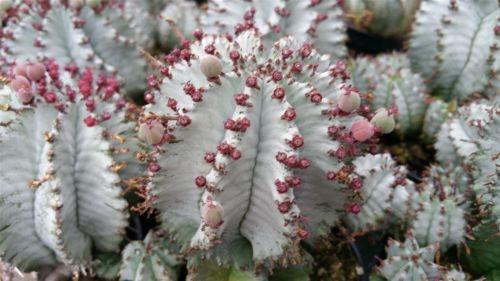 Euphorbia horrida hybrid