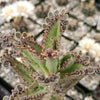 Hybrid Mother of Millions ‘Kalanchoe houghtonii’