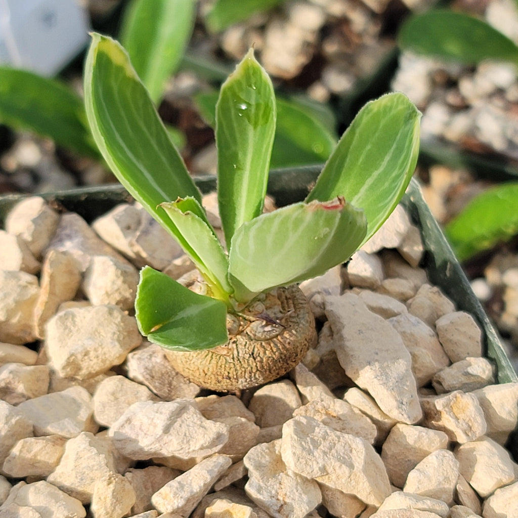 Euphorbia venenifica
