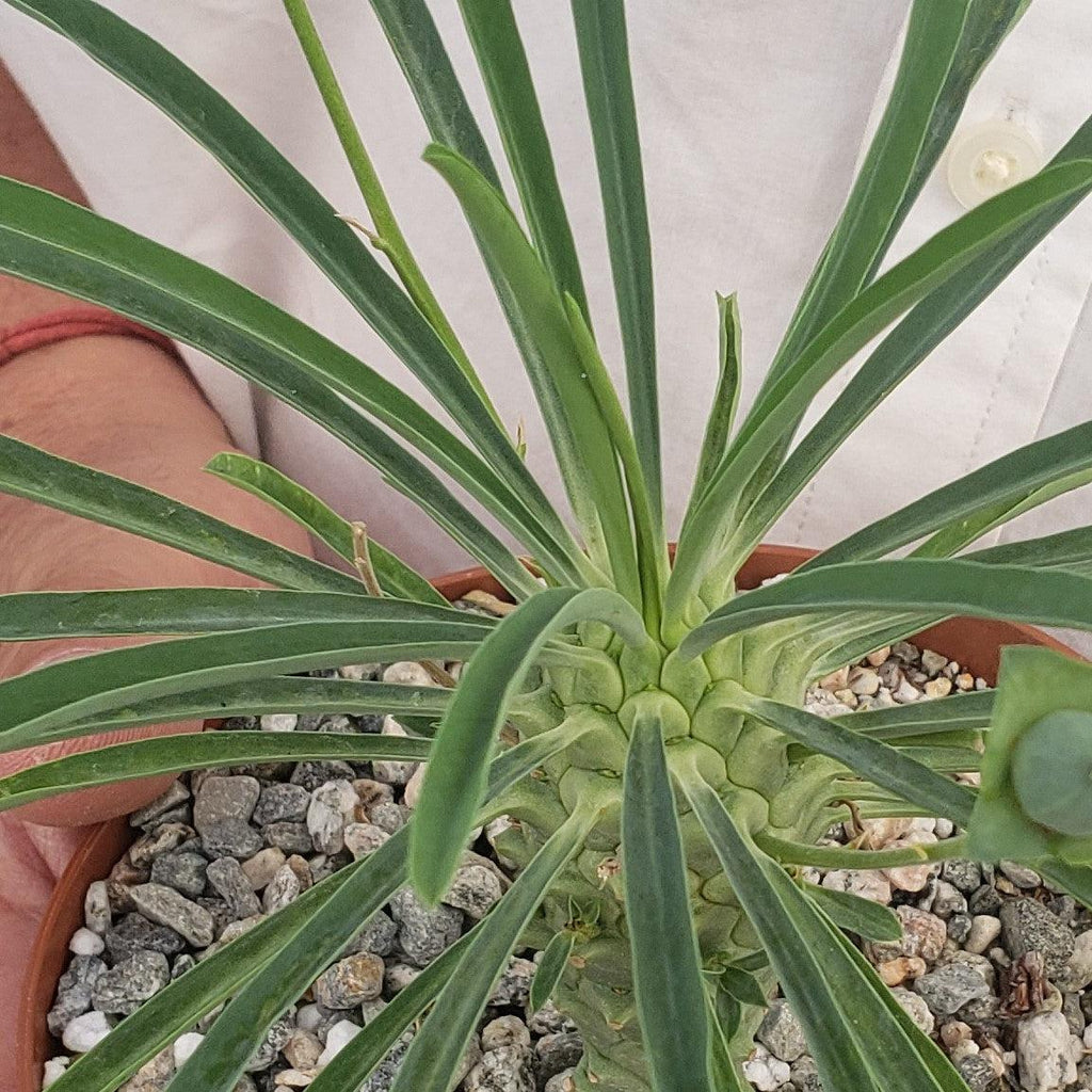 Euphorbia pubiglans large