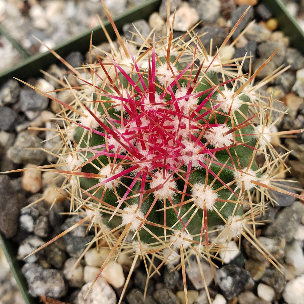 Ferocactus pottsii alamosanus