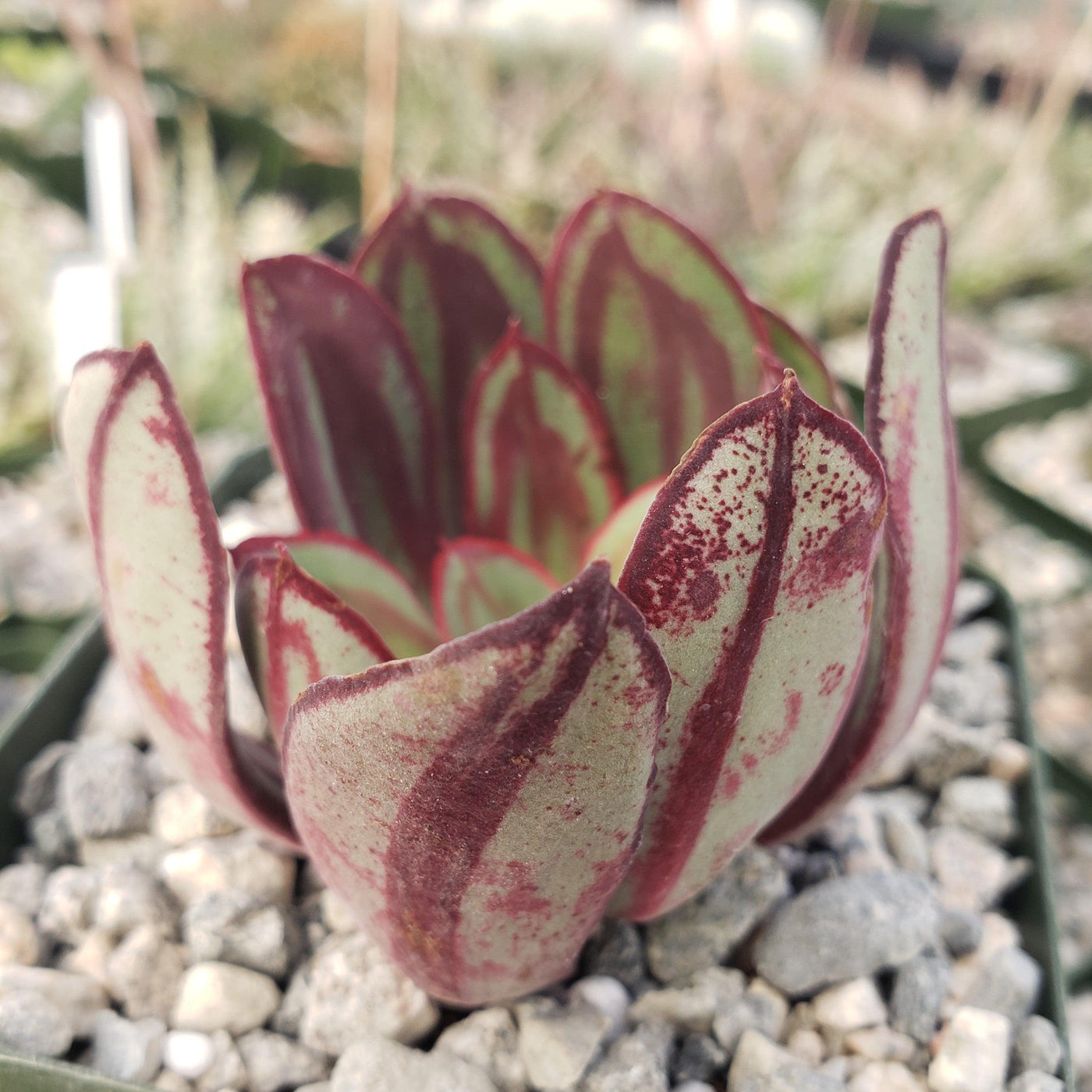nodulosa succulent Buy Echeveria Nodulosa - Painted Echeveria