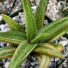 Gasteraloe variegata