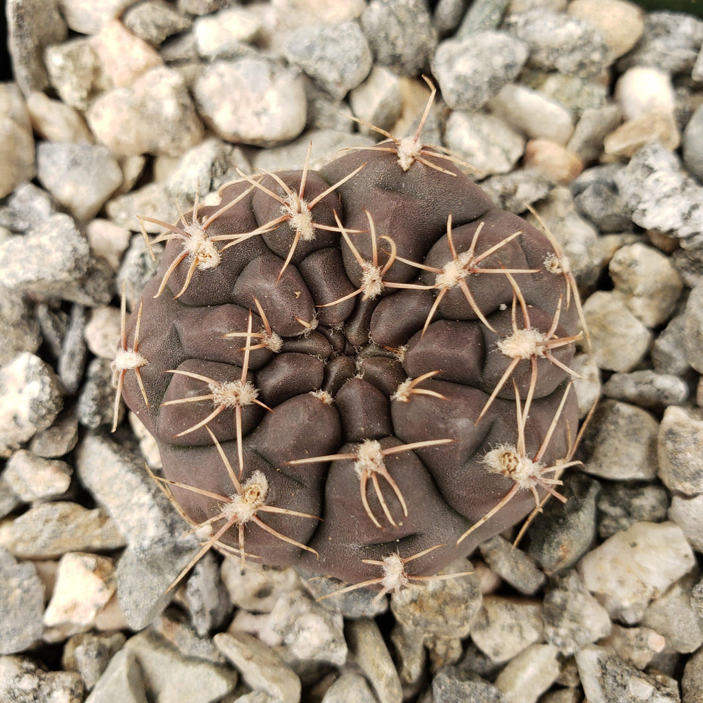 Gymnocalycium lukasikii