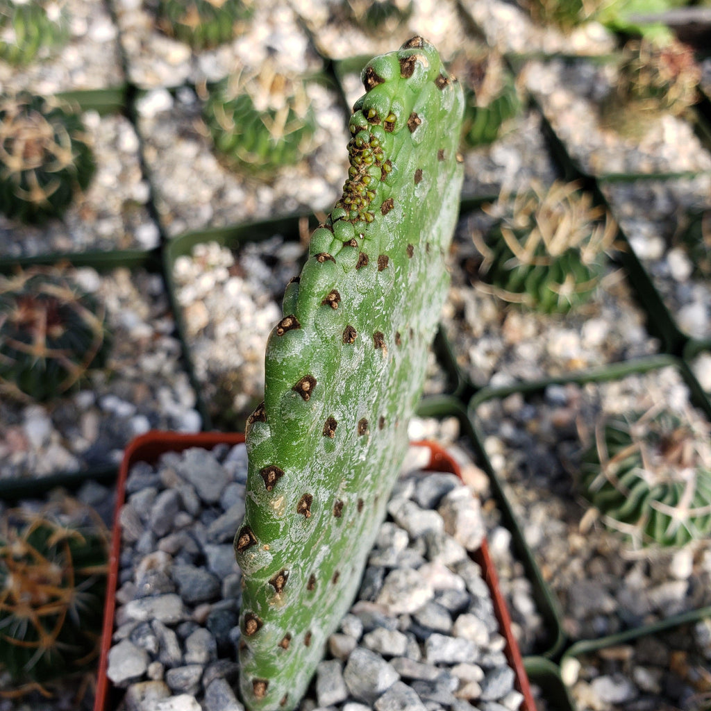 Opuntia Consolea rubescens road kill cutting