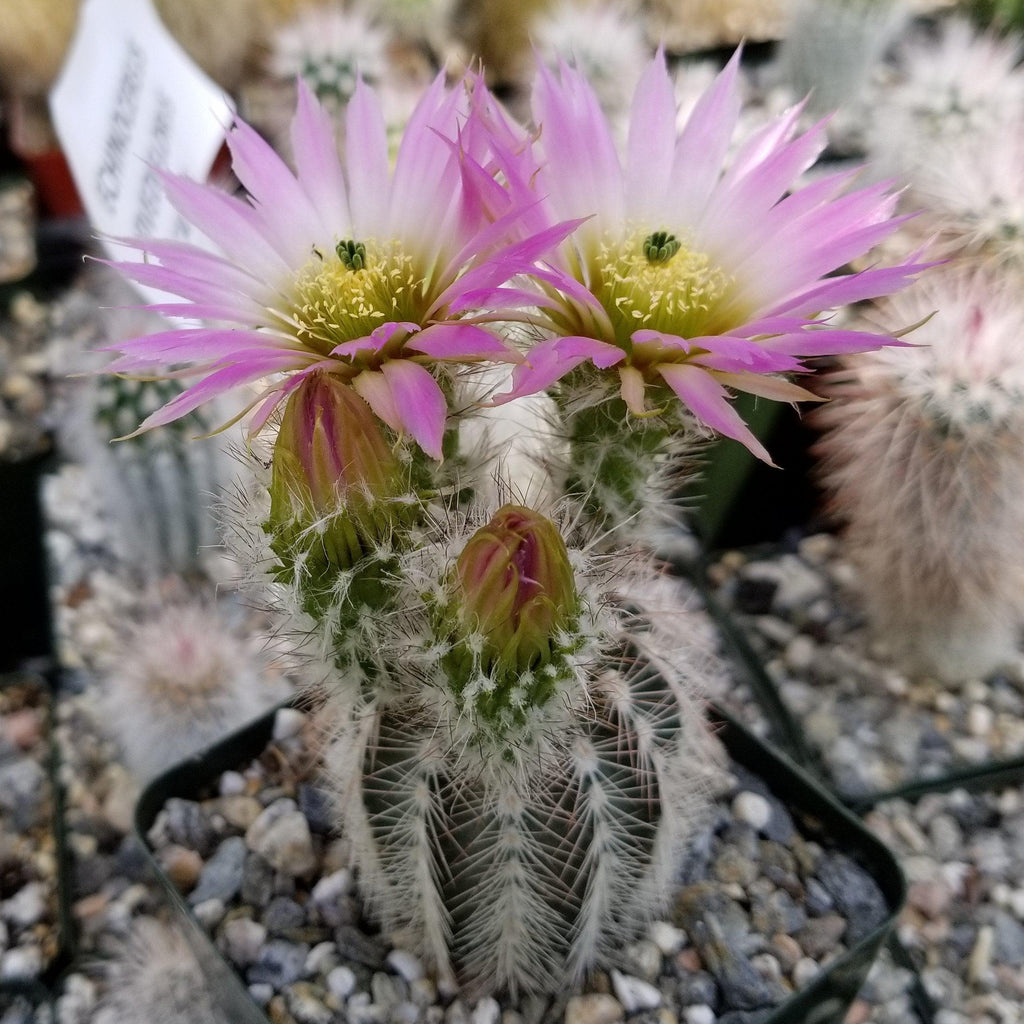 Echinocereus reichenbachii albispinus