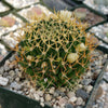 Mammillaria camptotricha marnier