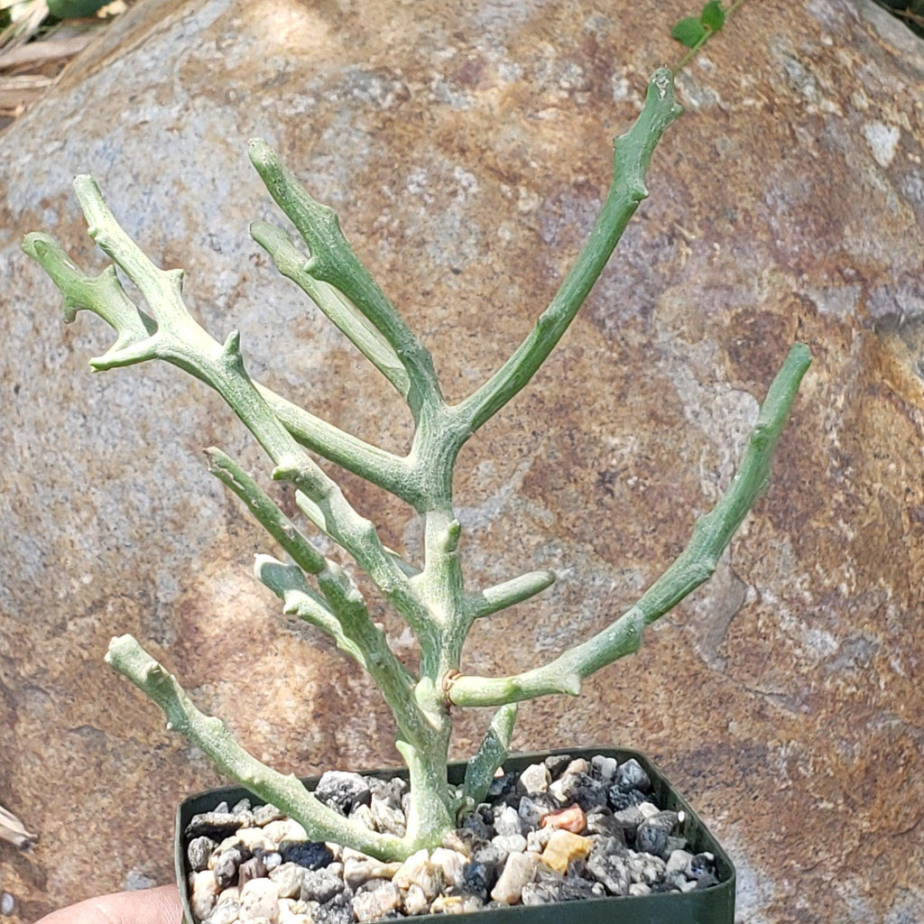 Euphorbia stenoclada spineless
