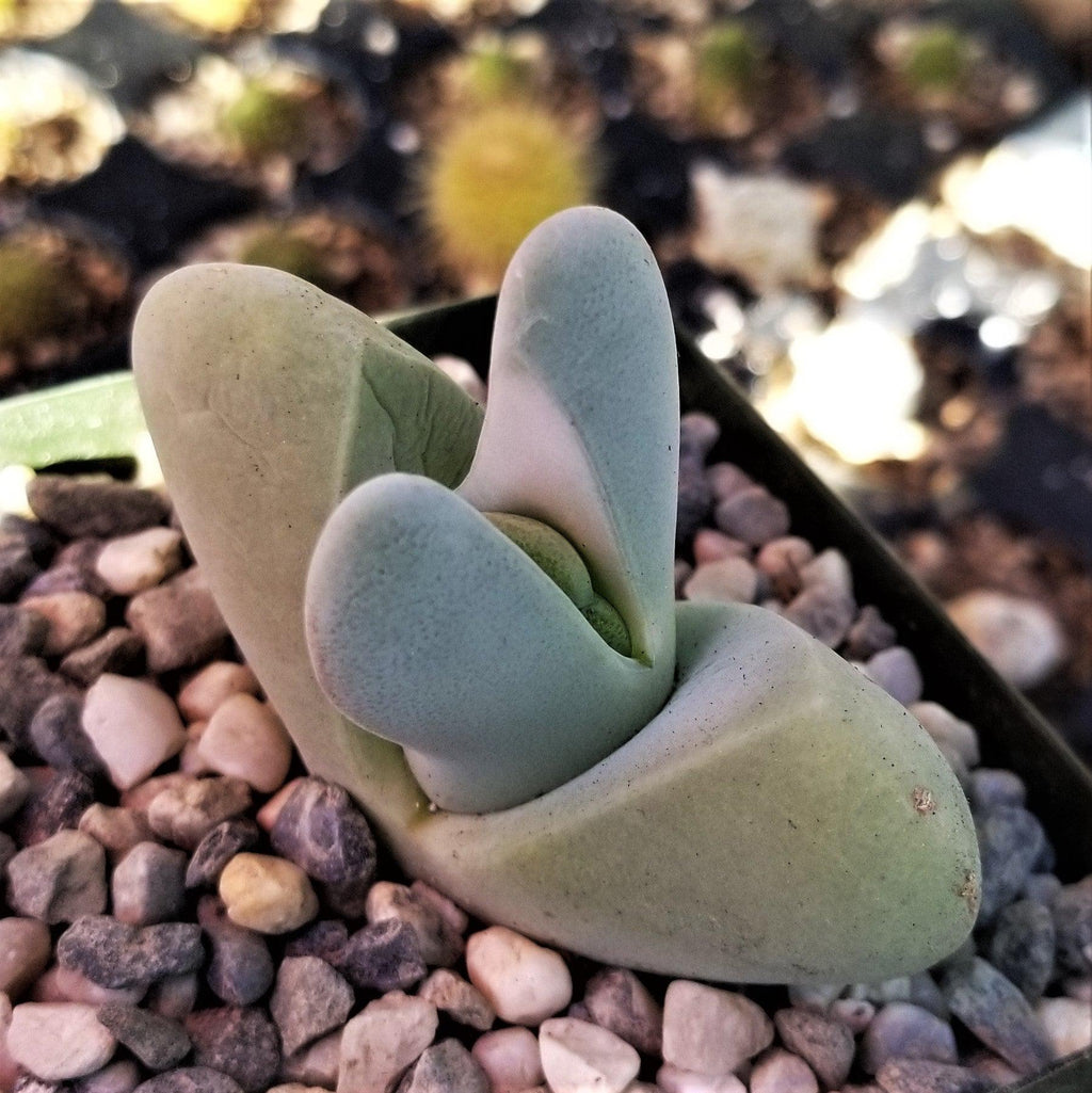 Cheiridopsis pillansii