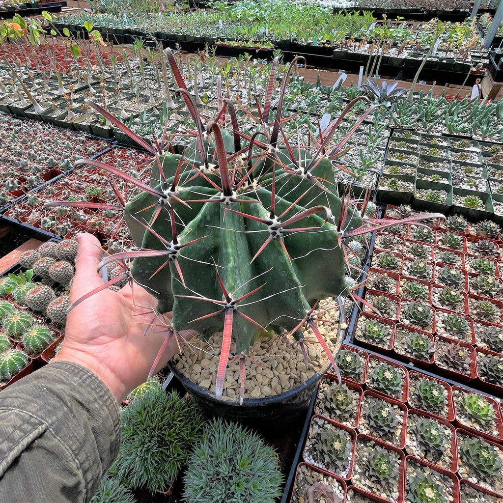 Fire Barrel Cactus – Ferocactus gracilis ‘Coloratus’