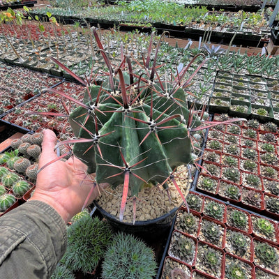 Fire Barrel Cactus - Ferocactus gracilis coloratus