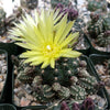 Gymnocalycium dopianum