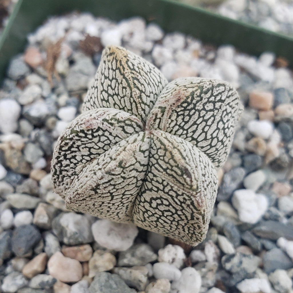 Astrophytum onzuka
