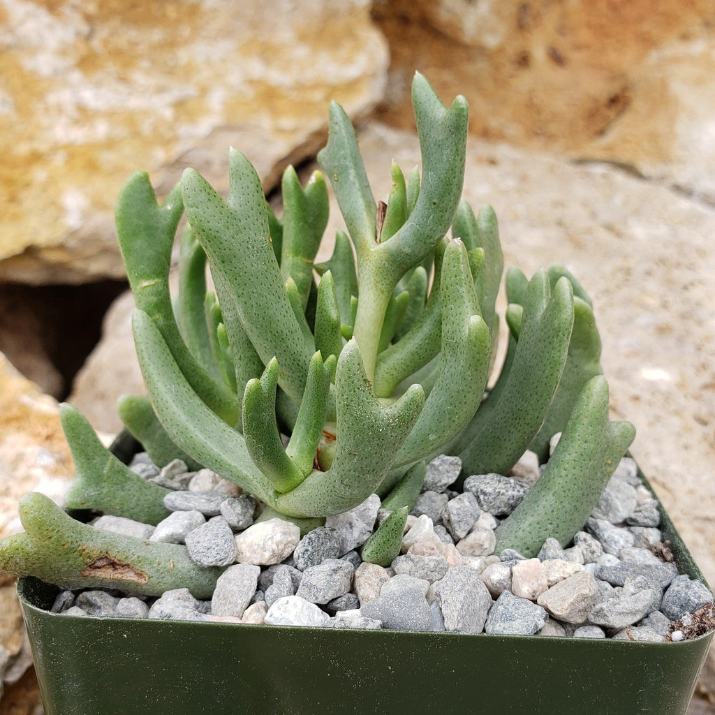 Rhombophyllum dolabriforme