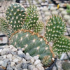 Opuntia parryi serpentina cristata