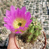 Echinocereus Enneacanthus Strawberry Cactus