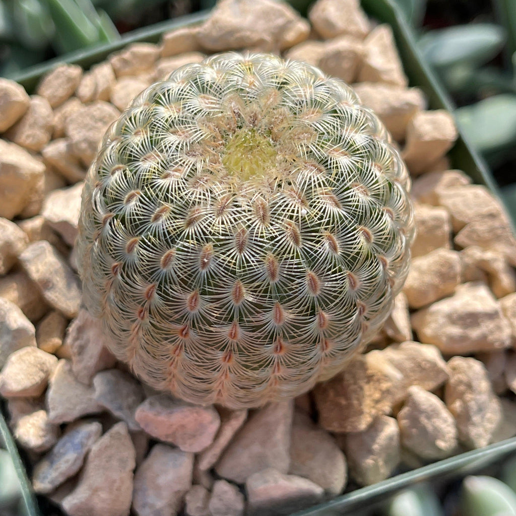 Echinocereus albiflora