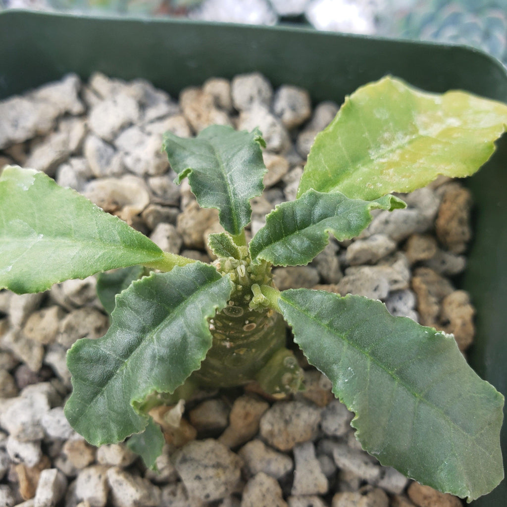 Dorstenia mait escarpment