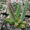 Huernia bayeri