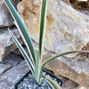 Dianella tasmanica variegata