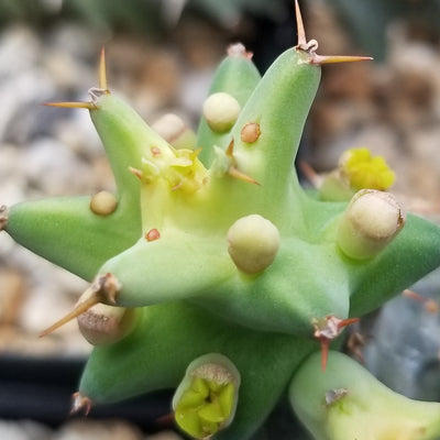 Euphorbia groenewaldii