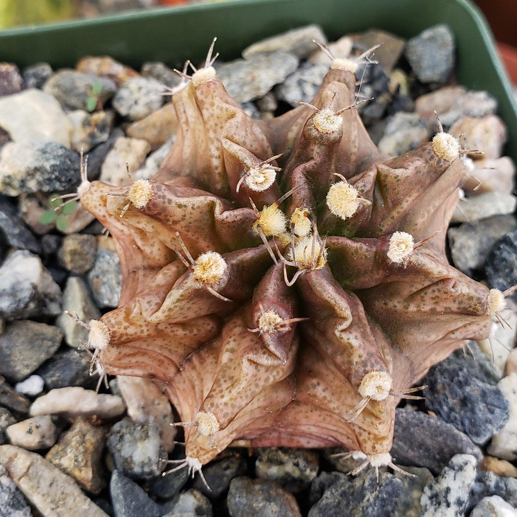 Gymnocalycium stenogonum