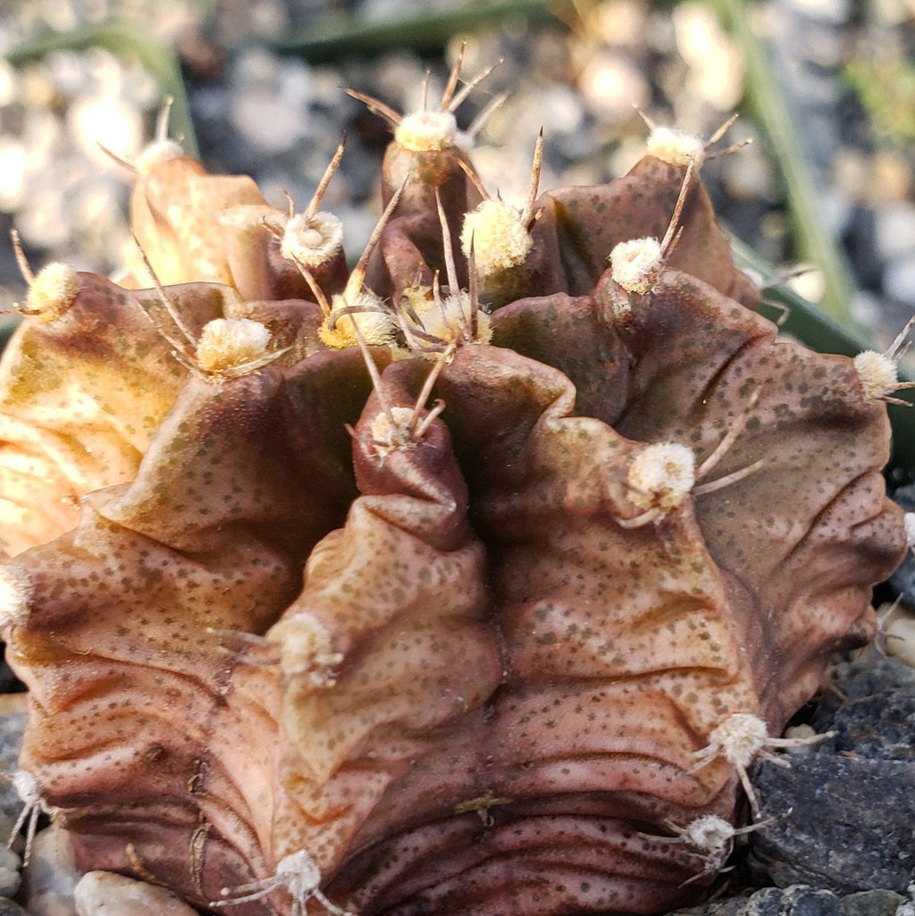 Gymnocalycium stenogonum