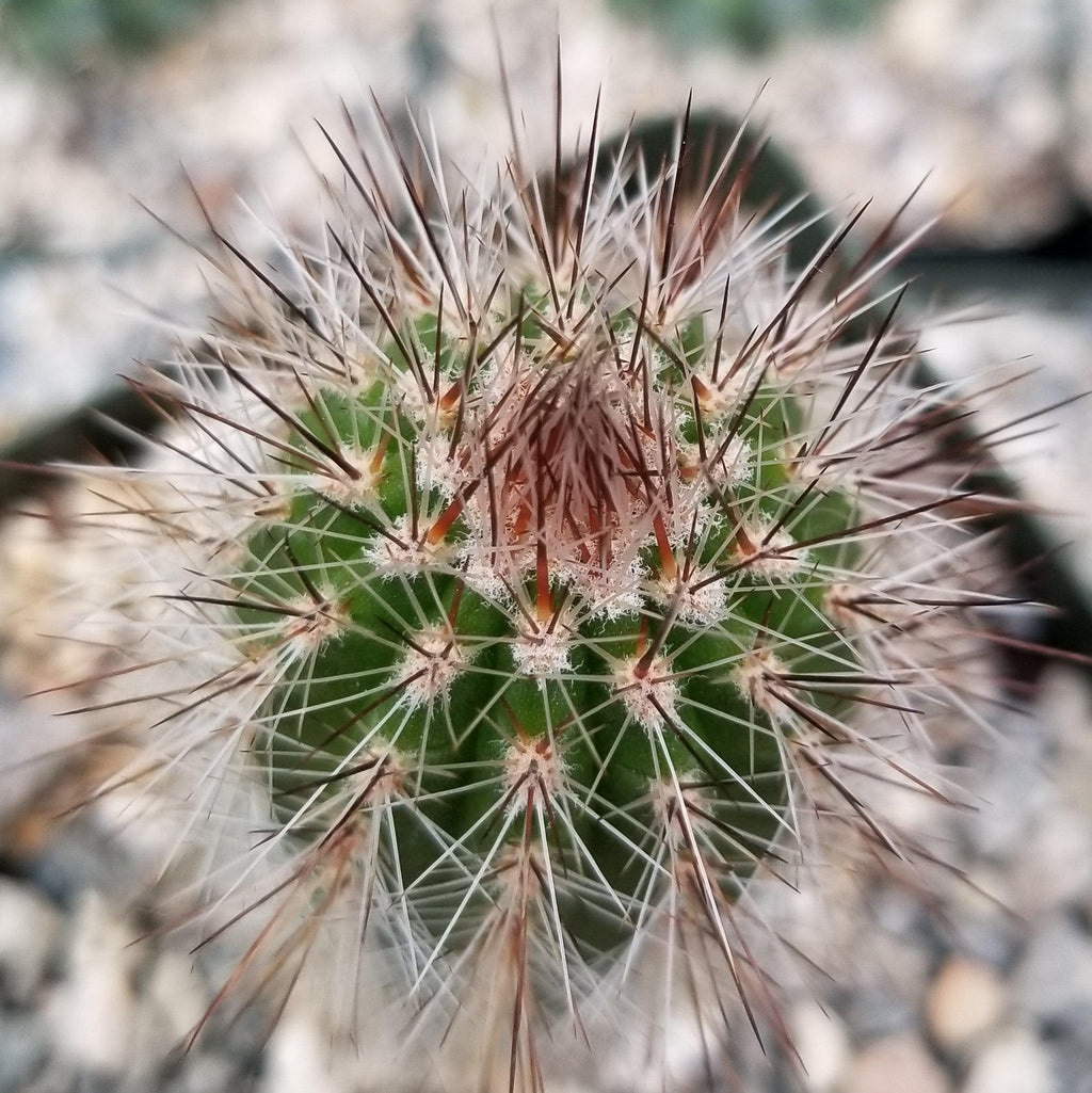 Trixantocereus blossfeldiorum