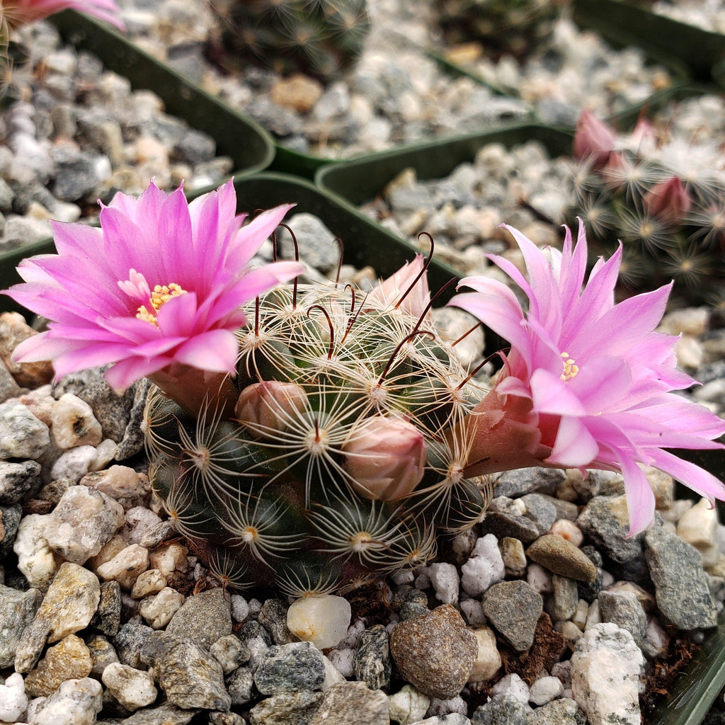 Mammillaria longiflora stampferi