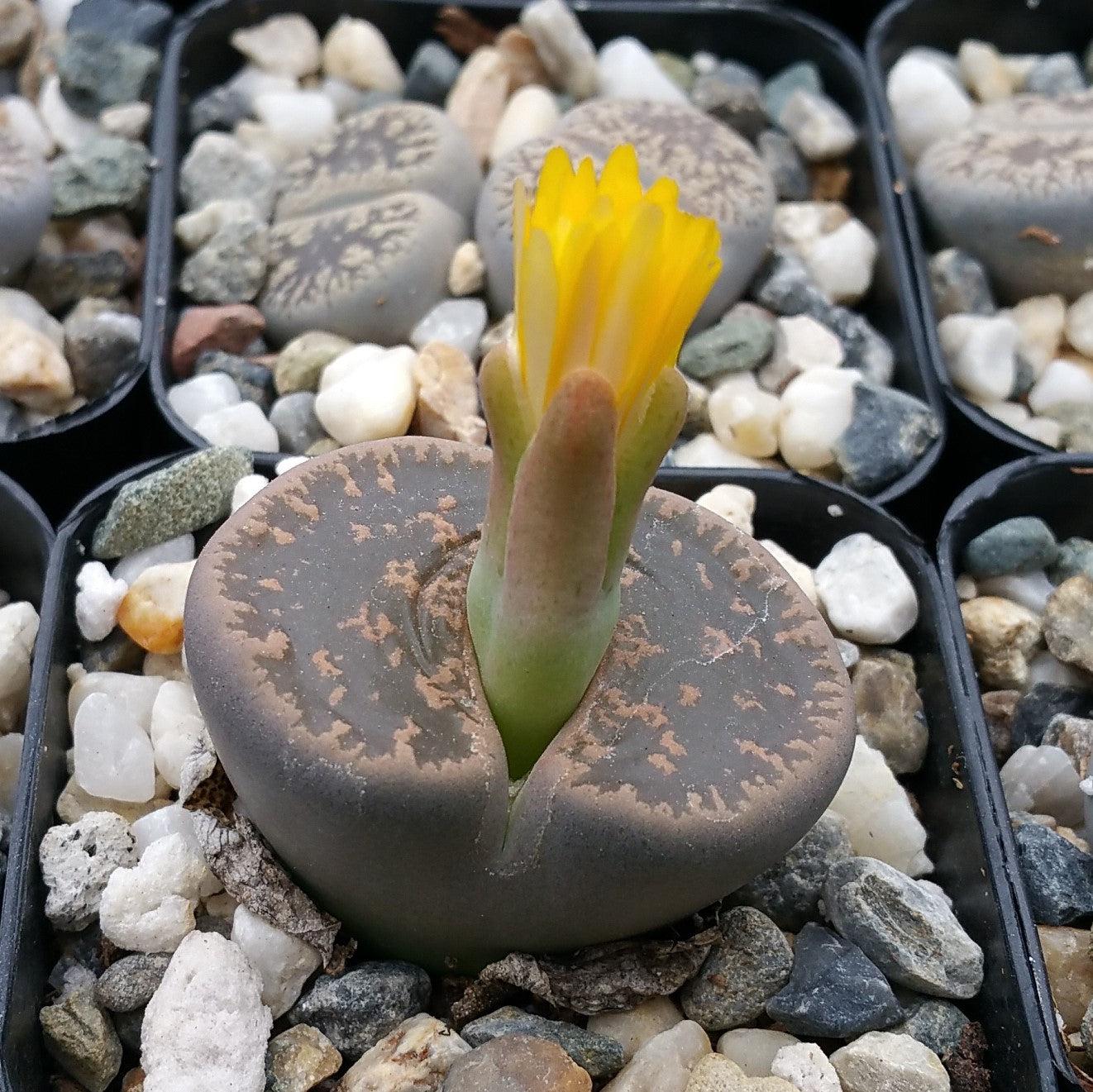 stone succulent planter Lithops living stones