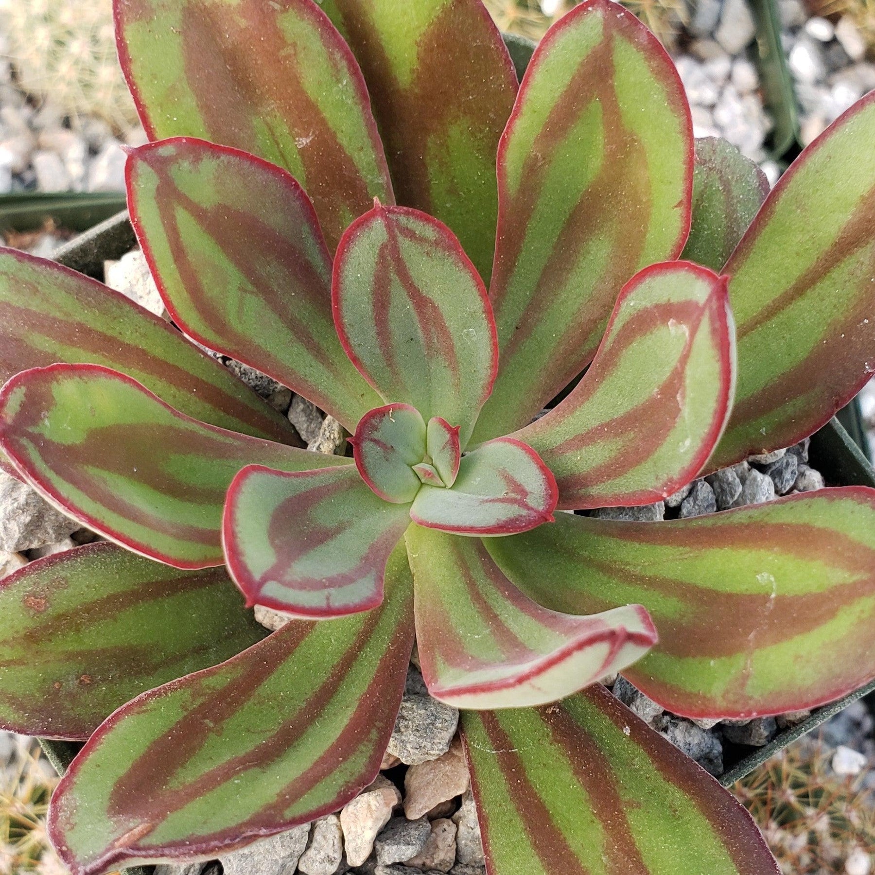 painted lady succulent plant Buy Echeveria Nodulosa - Painted Echeveria