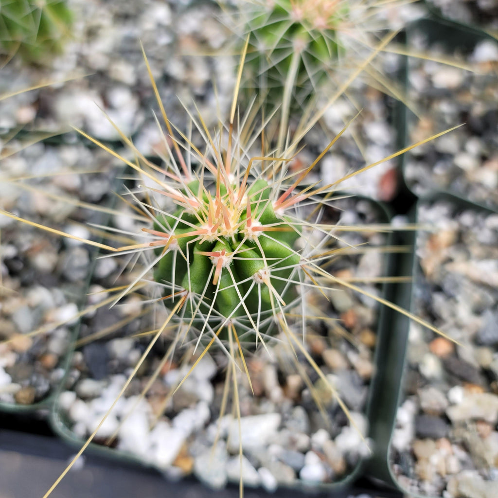Echinocereus Huasteca canyon arizonicus