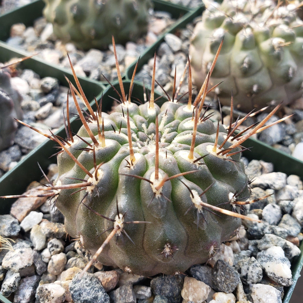 Neochilenia setosiflora