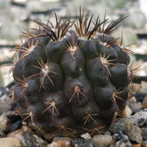 Neochilenia huascensis eriosyce crispa