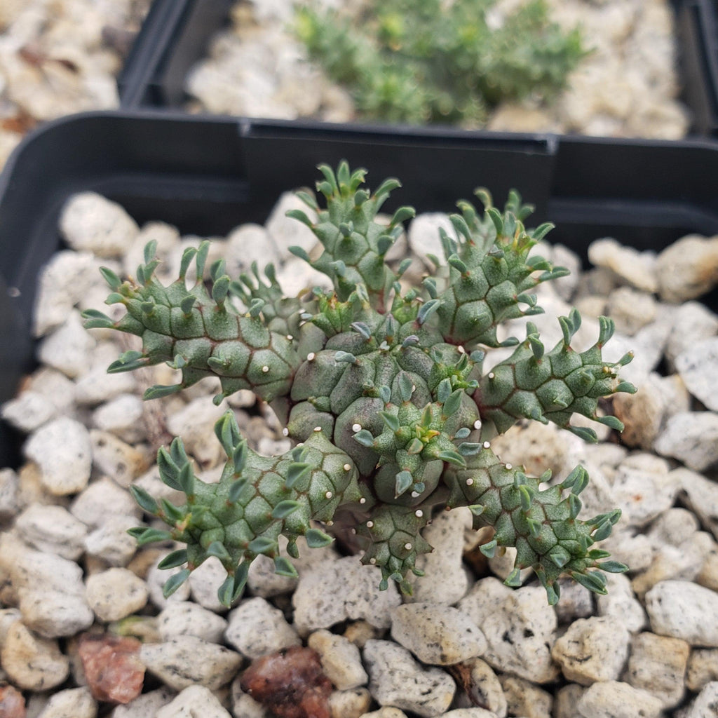 Euphorbia atroviridis