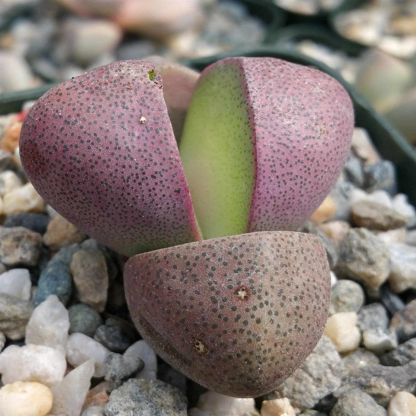 royal flush succulent care Purchase Pleiospilos Nelii 'Royal Flush' | Shop Now