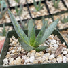 Aloe ramosissima