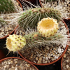 Opuntia pilifera