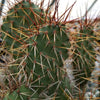 Opuntia rhodantha pad cutting