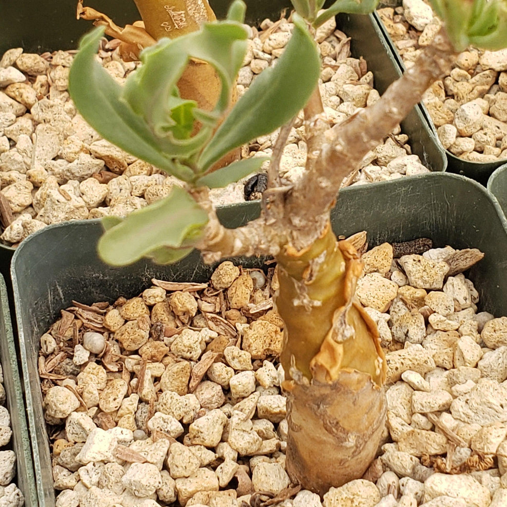 Othonna lobata hybrid