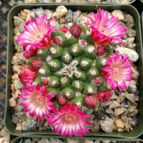 Mammillaria bucareliensis