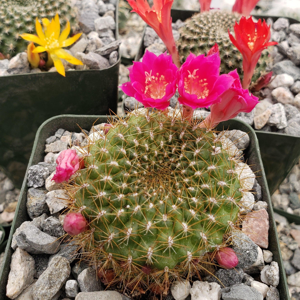 Rebutia minuscula