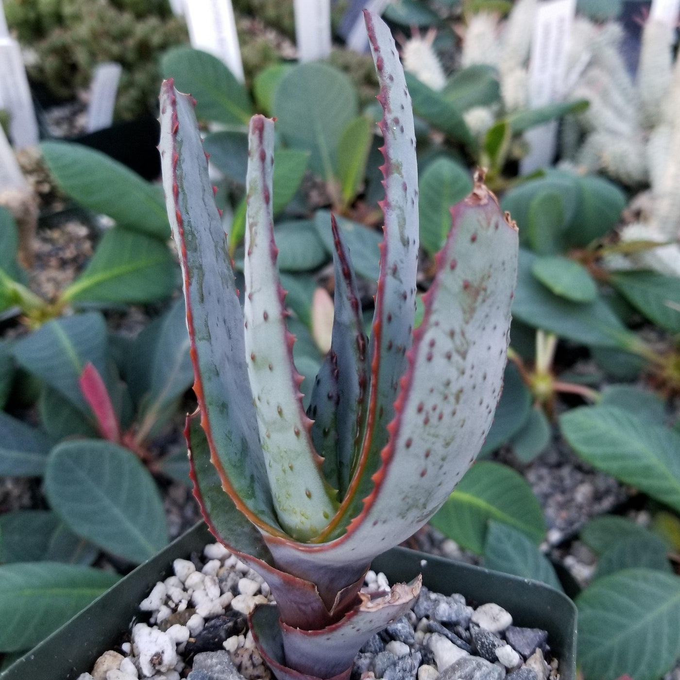 Aloe capitata quartziticola