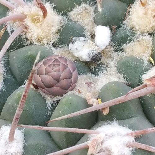 Gymnocalycium riojense