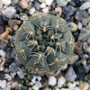 Gymnocalycium schreiteri