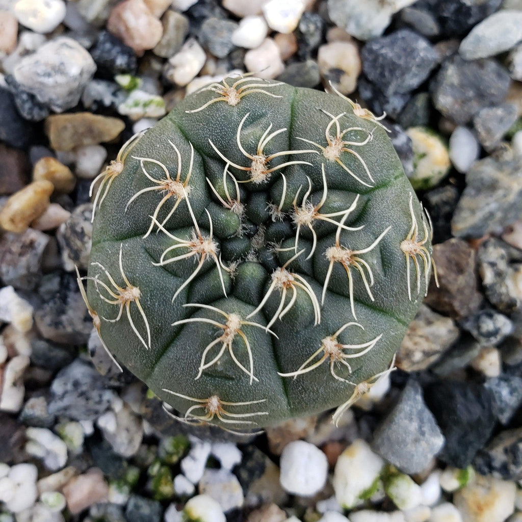 Gymnocalycium schreiteri