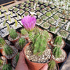 Echinocereus Enneacanthus Strawberry Cactus