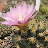 Gymnocalycium neuhuberi