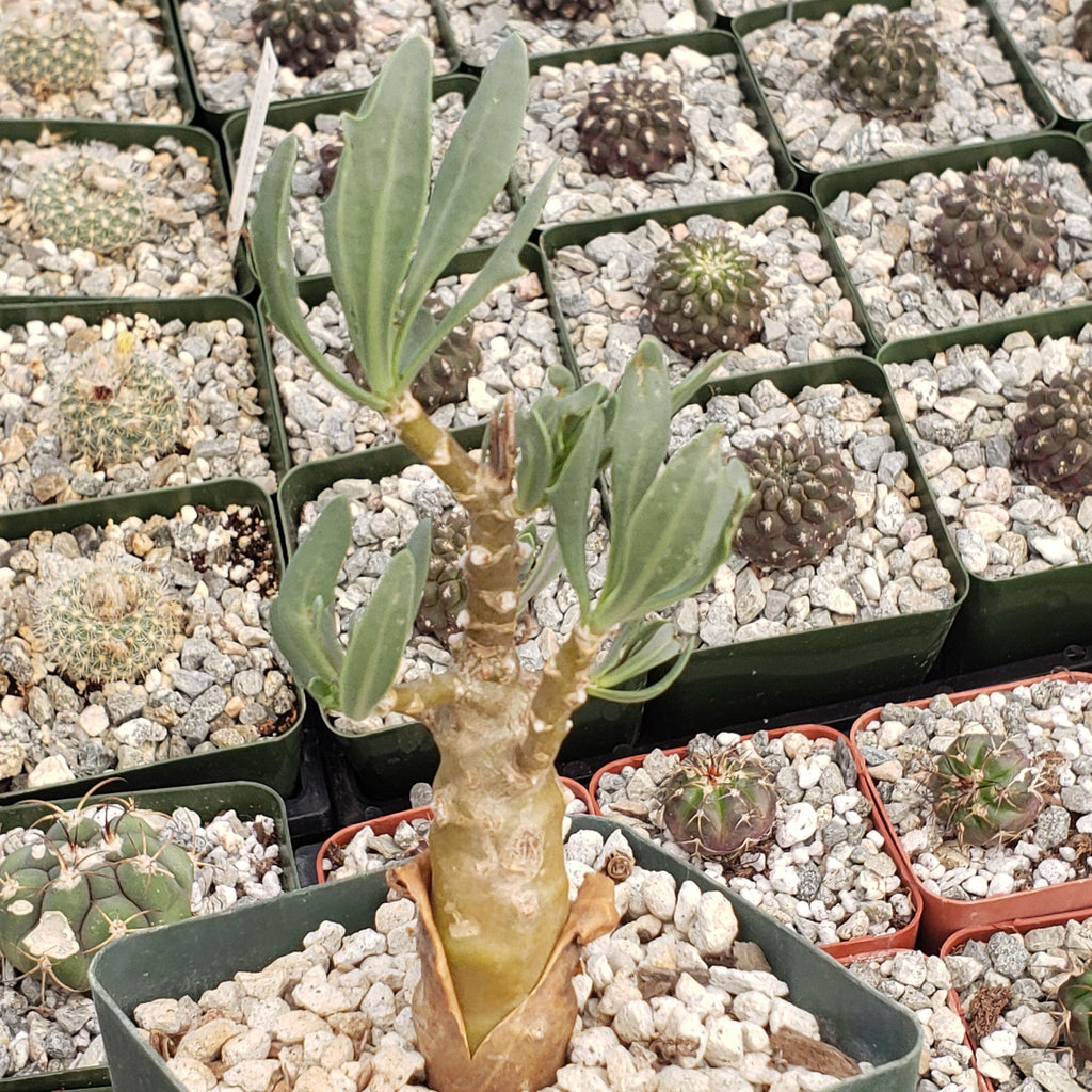 Othonna lobata hybrid