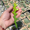 Selenicereus anthonyanus Fishbone Cactus Cutting